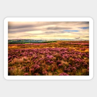 Pink Heather On The Yorkshire Moors Sticker